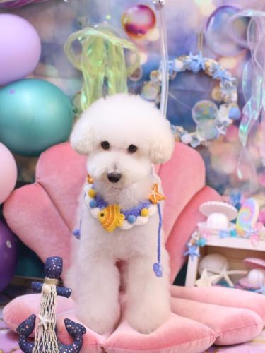 20240808ちくわくん 